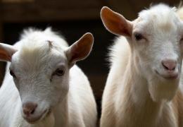 Домашняя коза: выбор породы и как разводить